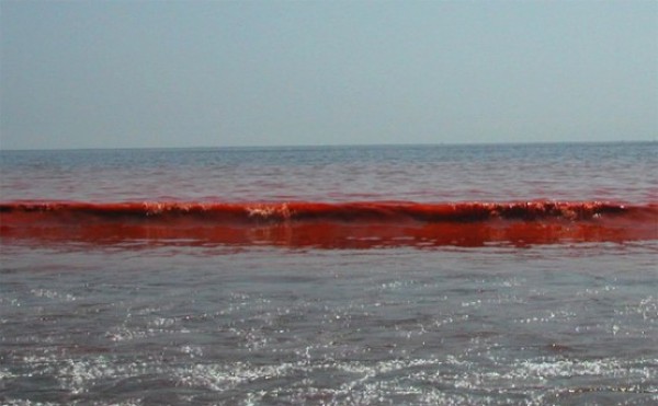 Червона вода Азовського моря